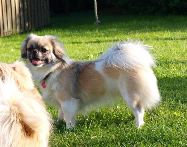 Tibetansk spaniel Follow Oriental Silk - Silke som godt 2 årig billede 10