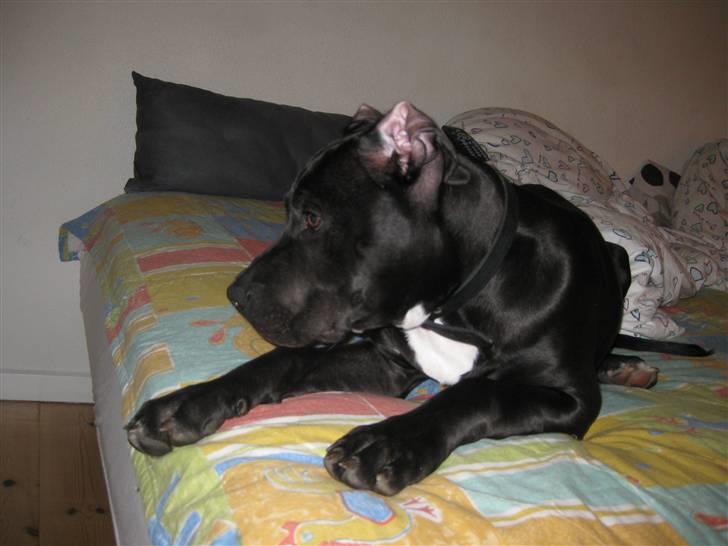 Blanding af racer Dogo Argentino & Amstaff Prince billede 10