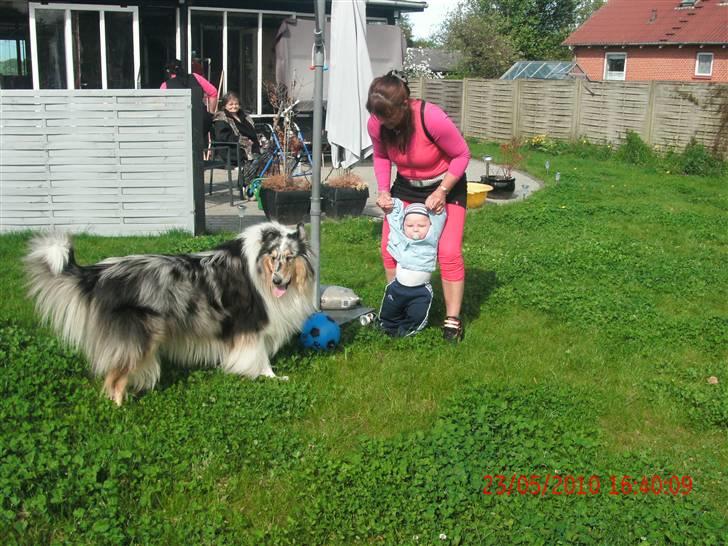 Collie langhåret Uglebjerg Big Daddy  billede 16