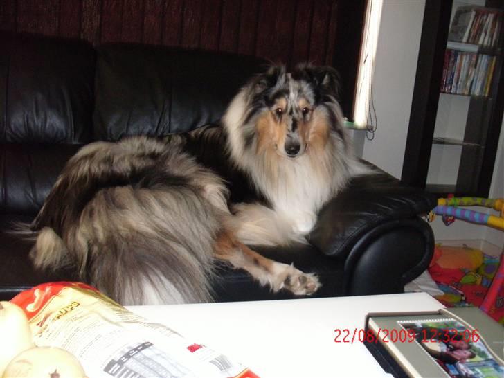 Collie langhåret Uglebjerg Big Daddy  billede 17