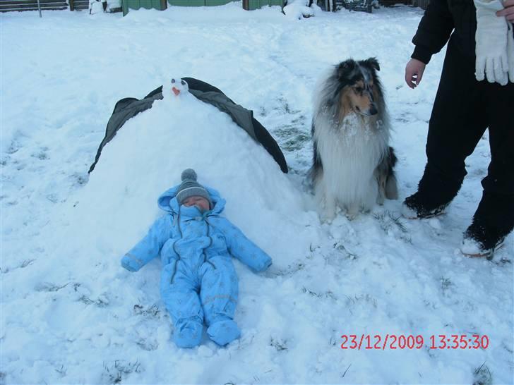 Collie langhåret Uglebjerg Big Daddy  billede 18