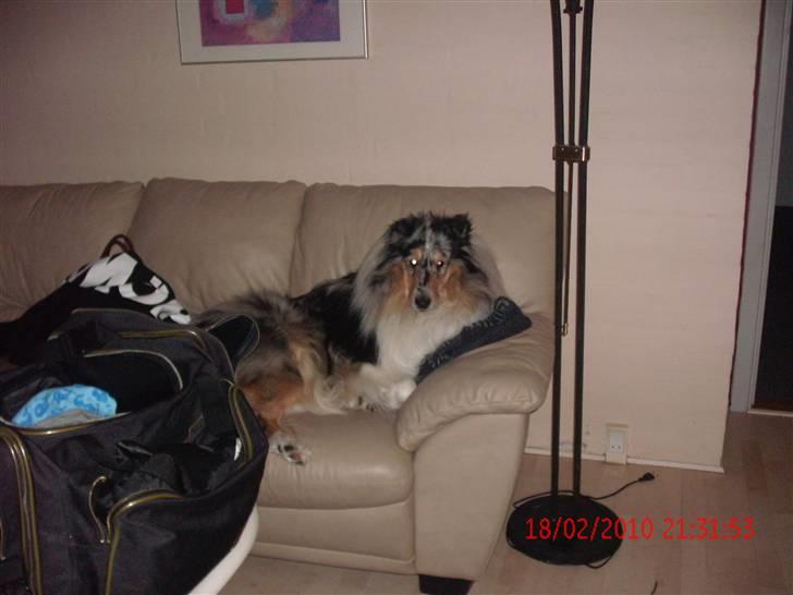 Collie langhåret Uglebjerg Big Daddy  billede 19