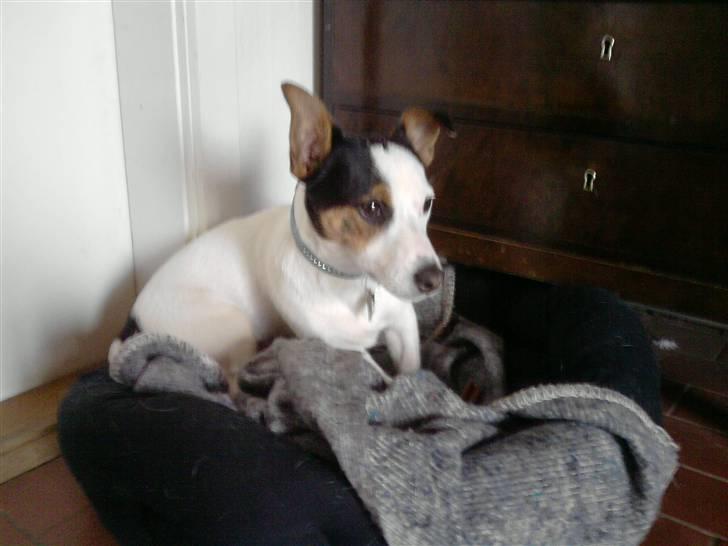 Jack russell terrier Emil  billede 10