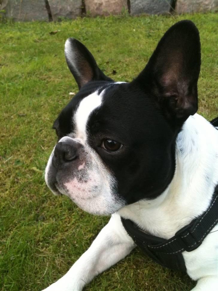 Fransk bulldog Basse billede 1