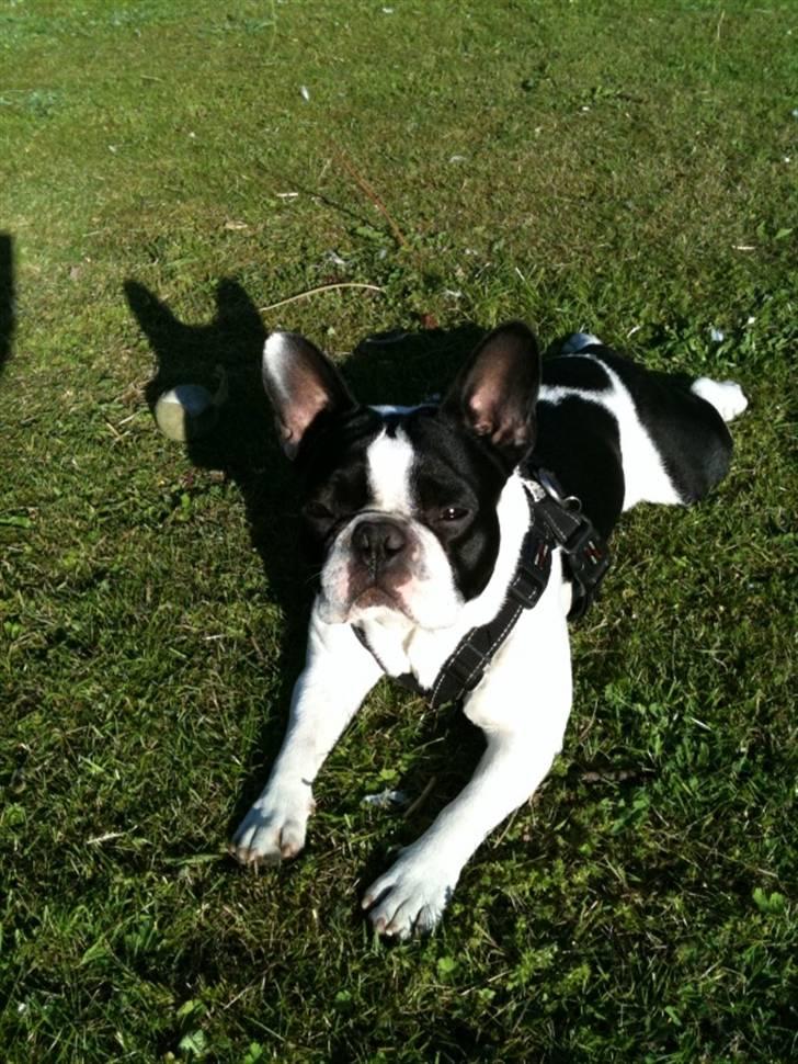 Fransk bulldog Basse billede 8