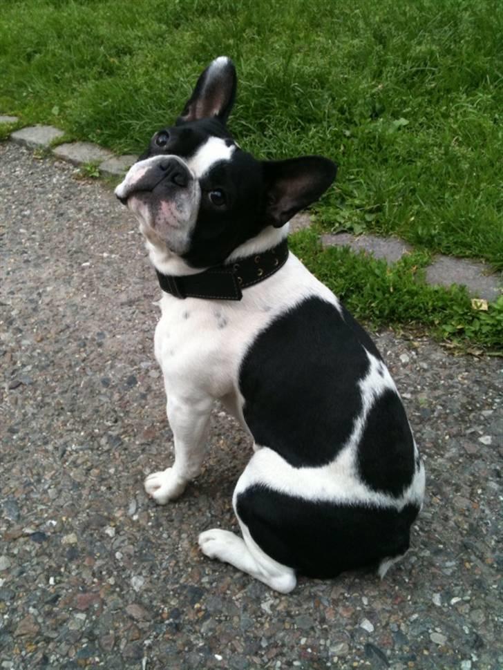 Fransk bulldog Basse billede 9