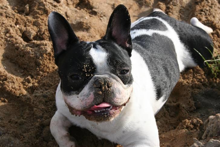 Fransk bulldog Basse billede 10