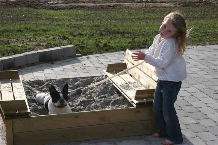 Fransk bulldog Basse billede 12