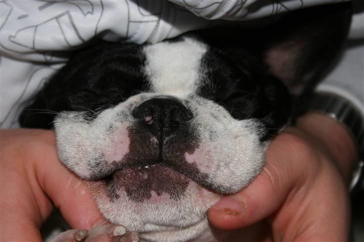 Fransk bulldog Basse billede 13