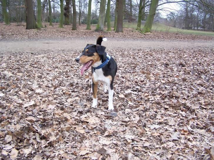 Blanding af racer Beagle/Dansk svensk gårdhund/Fox Terrier Brutus billede 9