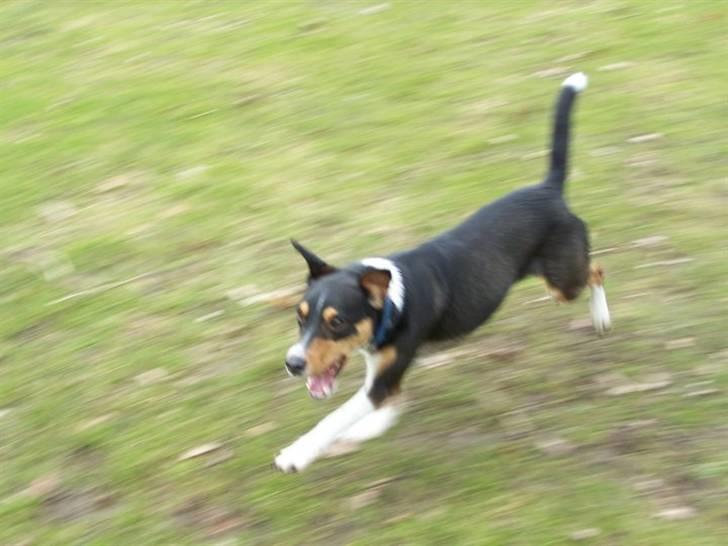 Blanding af racer Beagle/Dansk svensk gårdhund/Fox Terrier Brutus billede 12