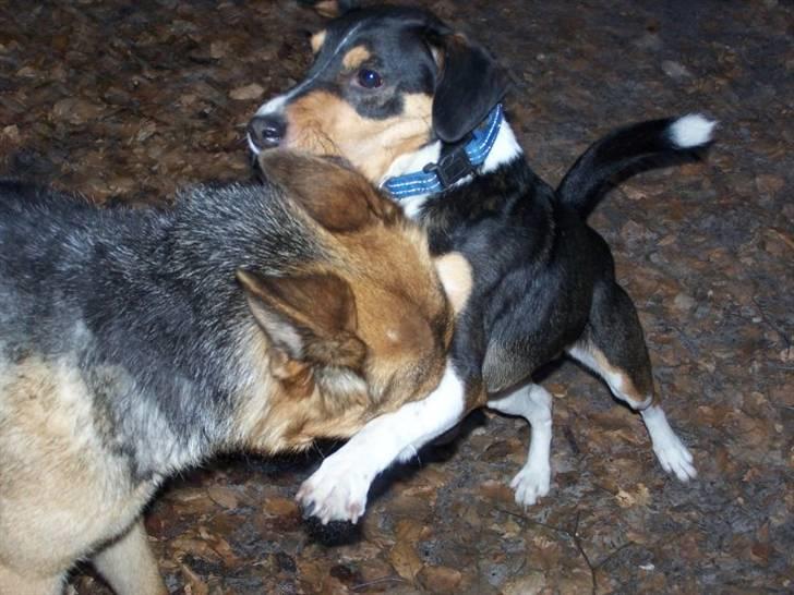 Blanding af racer Beagle/Dansk svensk gårdhund/Fox Terrier Brutus - Lege med Lady billede 13