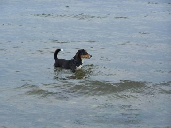 Blanding af racer Beagle/Dansk svensk gårdhund/Fox Terrier Brutus - Så tog man lige en dukkert billede 15