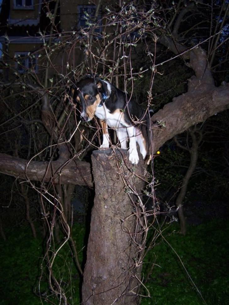 Blanding af racer Beagle/Dansk svensk gårdhund/Fox Terrier Brutus billede 16