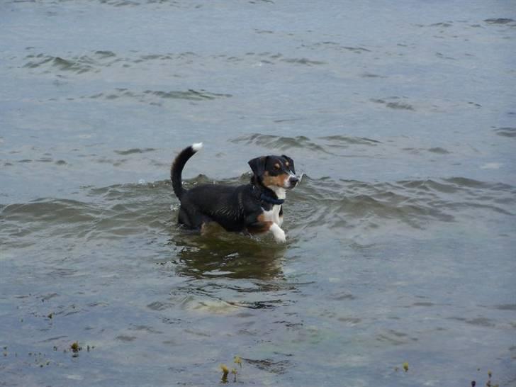 Blanding af racer Beagle/Dansk svensk gårdhund/Fox Terrier Brutus - Forfriskende billede 17