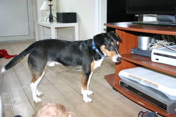 Blanding af racer Beagle/Dansk svensk gårdhund/Fox Terrier Brutus billede 18