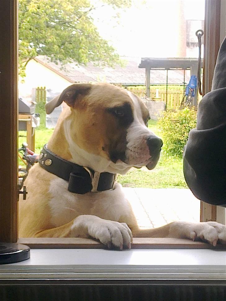 Blanding af racer Samson billede 7