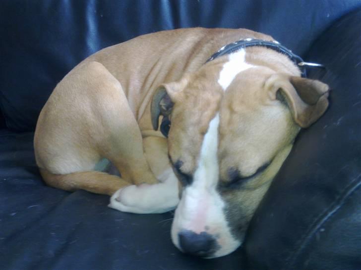 Blanding af racer Samson billede 8