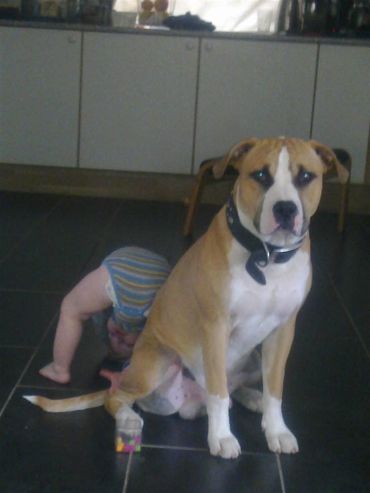 Blanding af racer Samson billede 9