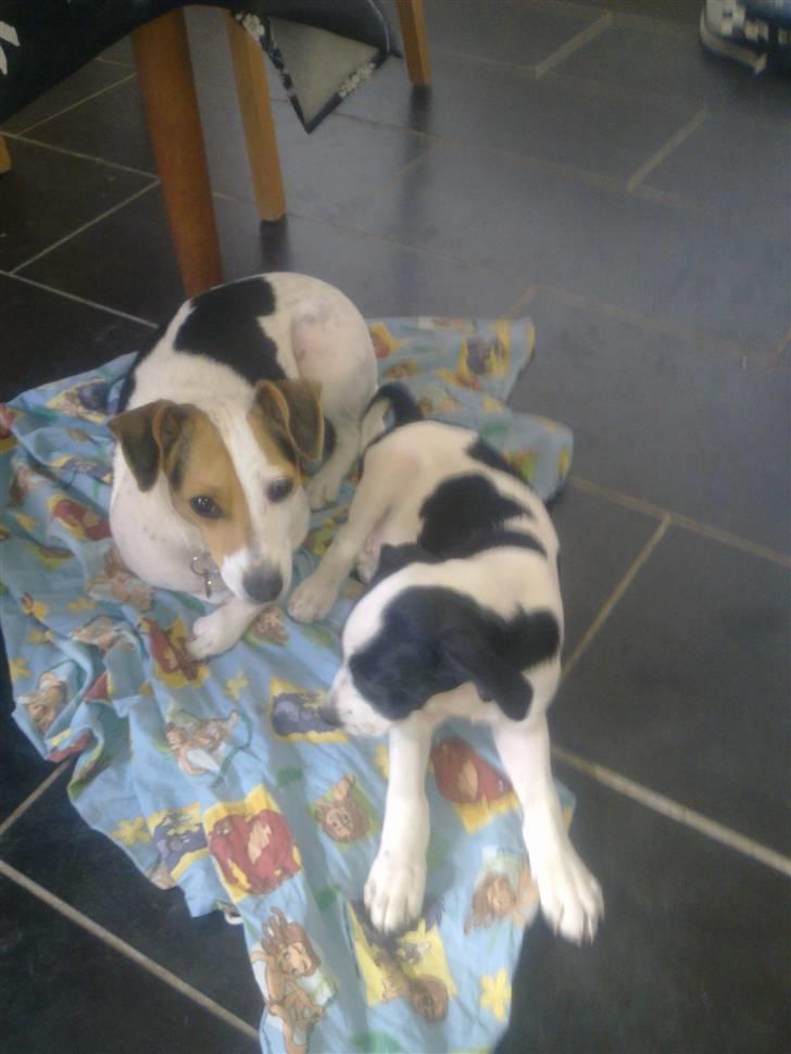 Dansk svensk gaardhund Pixi billede 5