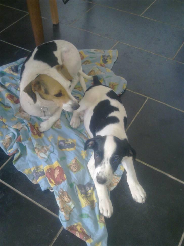 Dansk svensk gaardhund Pixi billede 6