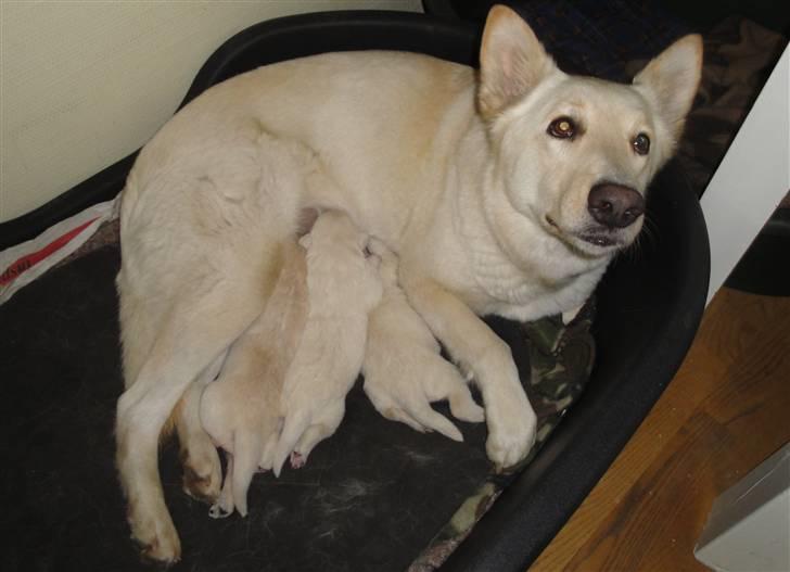 Hvid schæfer Dolly - Dolly og hendes hvalpe en uge efter fødslen  ! billede 17