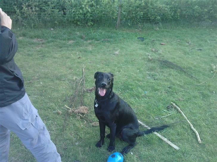 Blanding af racer Pongo billede 1