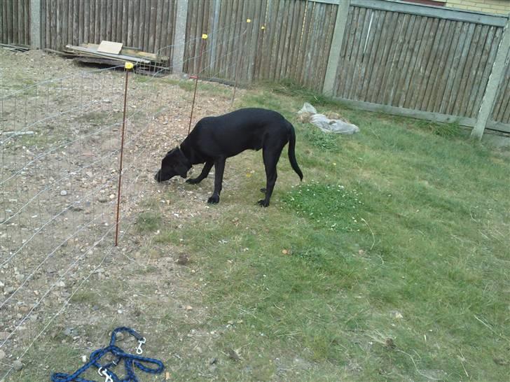 Blanding af racer Pongo billede 2