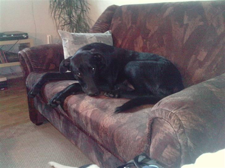 Blanding af racer Pongo billede 3