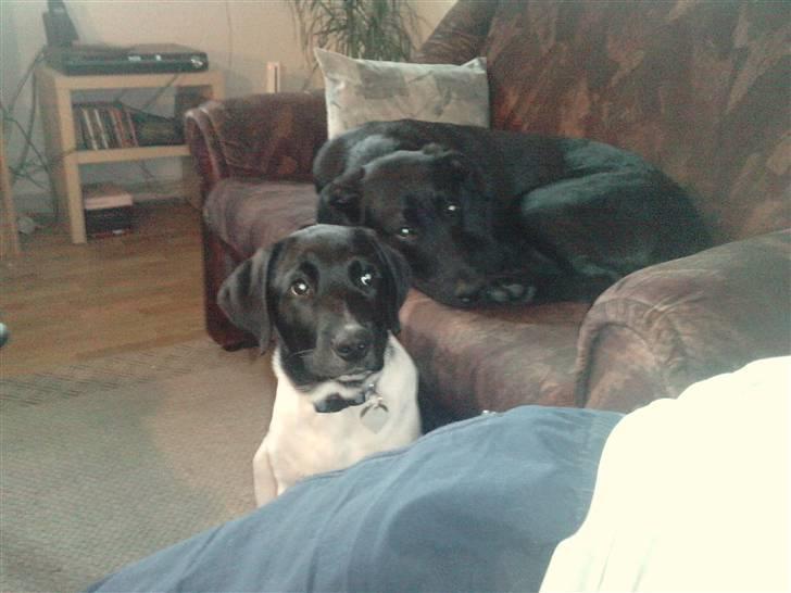 Blanding af racer Pongo billede 4