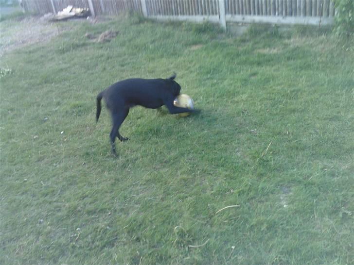 Blanding af racer Pongo billede 5