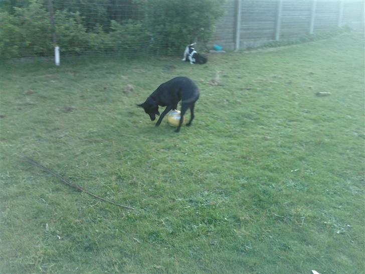 Blanding af racer Pongo billede 6