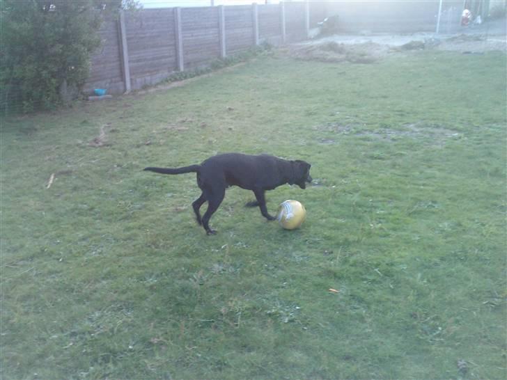 Blanding af racer Pongo billede 7