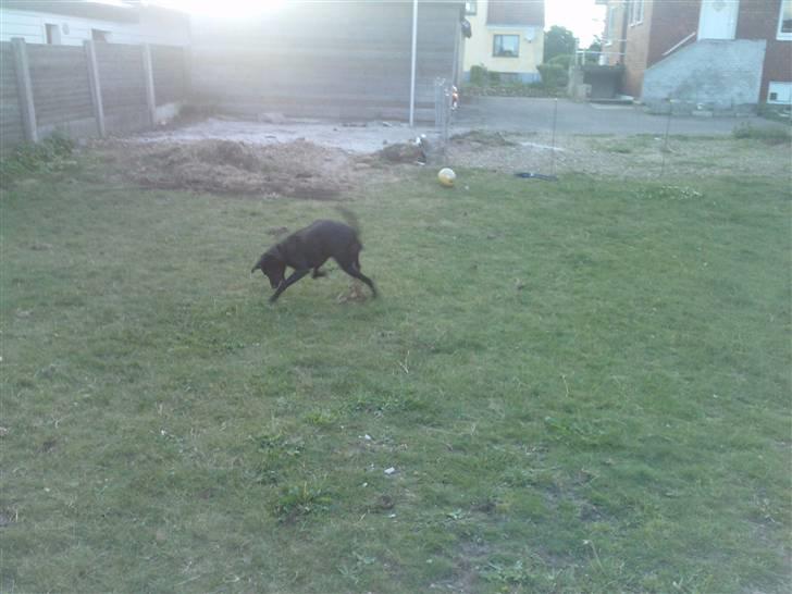 Blanding af racer Pongo billede 8