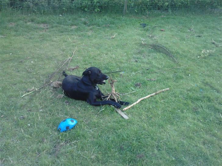 Blanding af racer Pongo billede 9