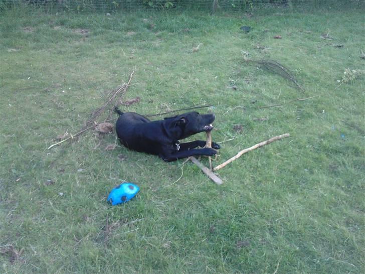 Blanding af racer Pongo billede 10