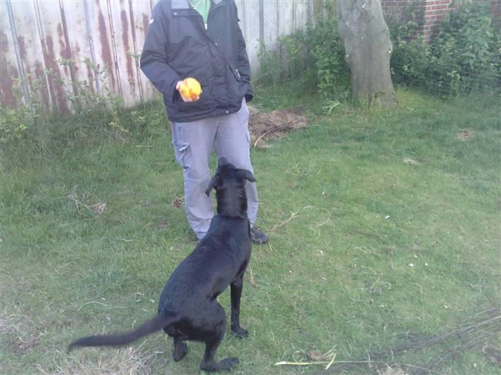 Blanding af racer Pongo billede 11