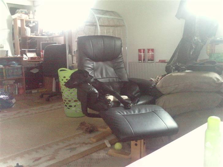 Blanding af racer Pongo billede 12