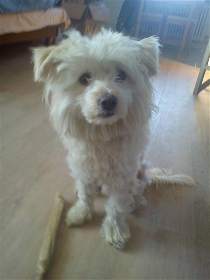 Chinese crested powder puff Bumle <3 - Er jeg ikk søøød ??  billede 3