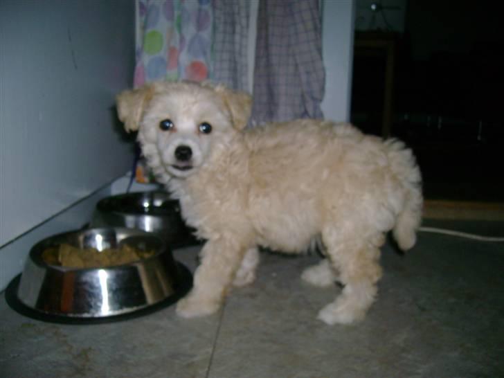 Chinese crested powder puff Bumle <3 - Luftballon :P billede 4