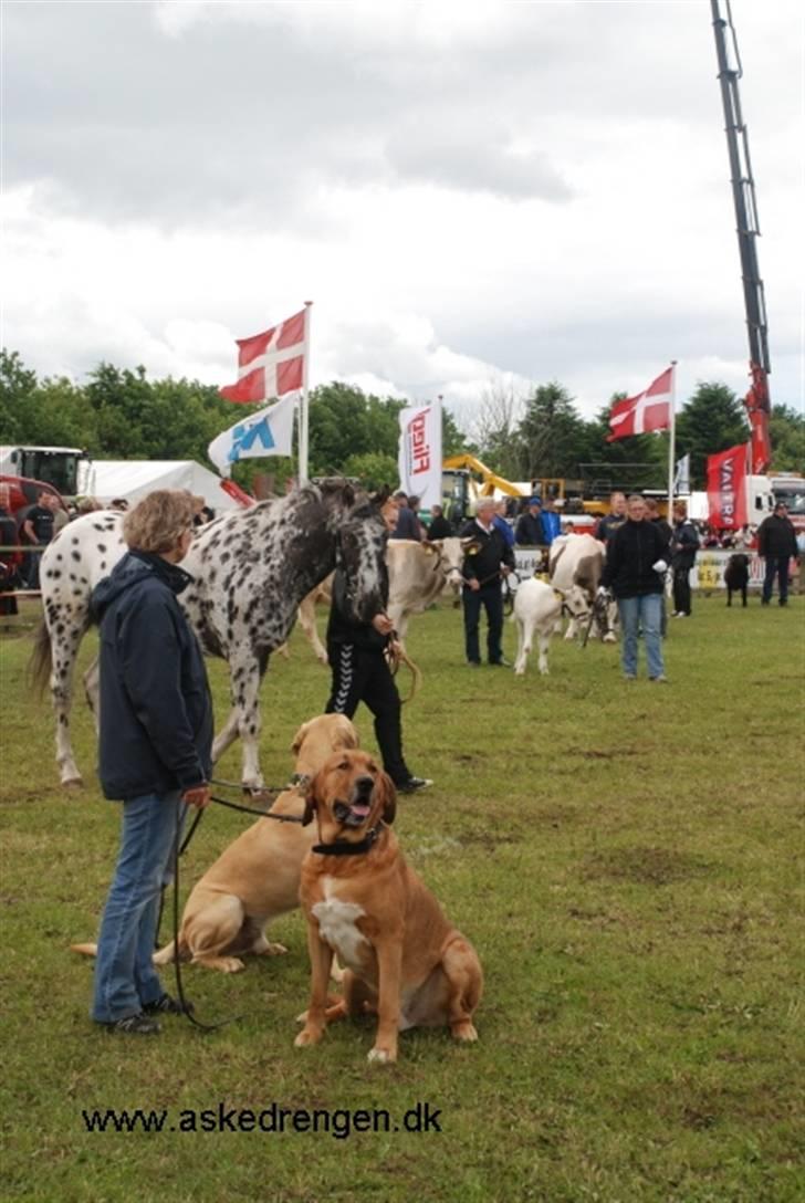Broholmer Tjalfe - Tjalfe og Aske er med i ringen til Hjørring dyrskue, Gl. husdyrracer billede 19