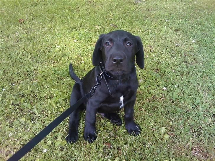 Blanding af racer Zeus billede 1