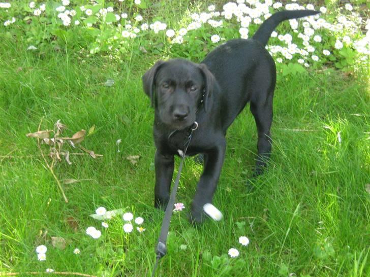 Blanding af racer Zeus billede 7