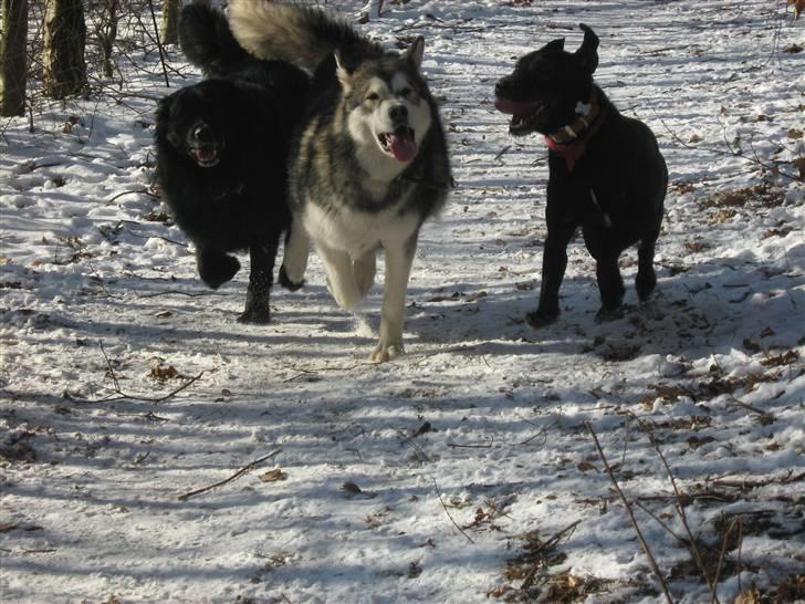 Blanding af racer Zeus billede 8