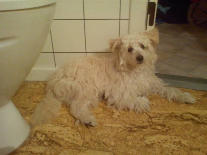 Chinese crested powder puff Bumle <3 - Putter imens mor bader :) billede 5