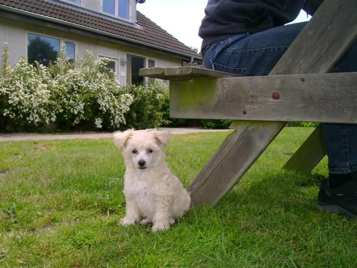 Chinese crested powder puff Bumle <3 - 8 uger gammel :) billede 6