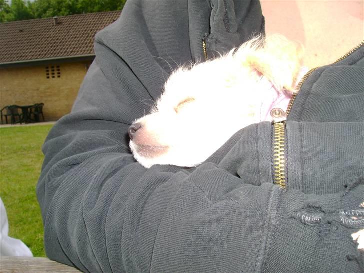 Chinese crested powder puff Bumle <3 - Putter hos mor :P billede 7