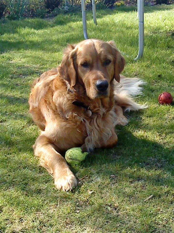 Golden retriever Luca billede 15