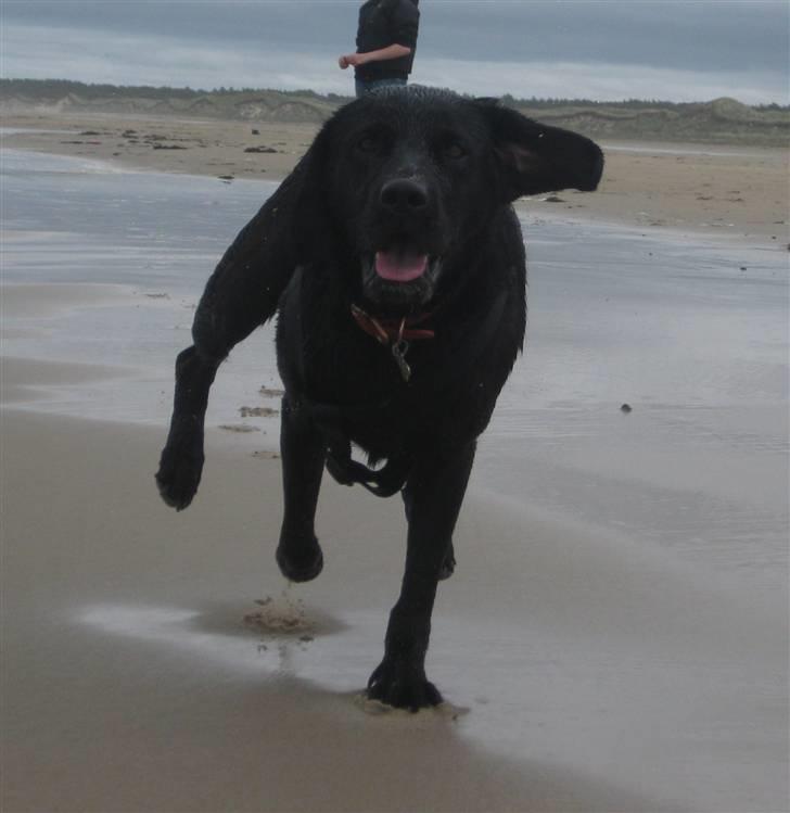 Labrador retriever  |Sally - Foto:Anne-sofie Nielsen billede 18
