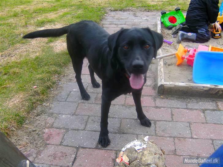Labrador retriever  |Sally - Foto:Amalie Klim Hansen billede 9